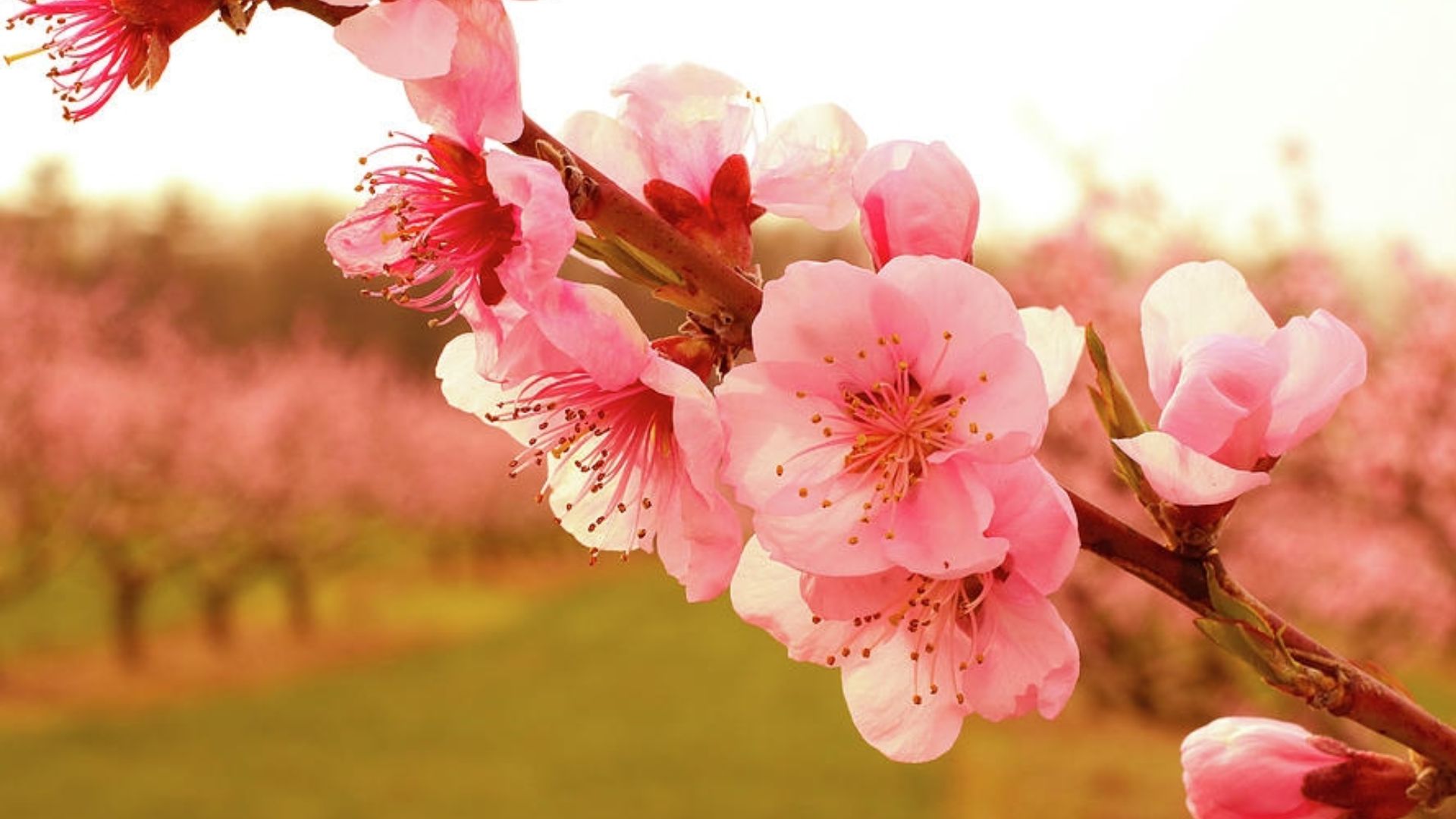 Cách Trồng và Chăm Sóc Hoa Đào Nở Đúng Dịp Tết